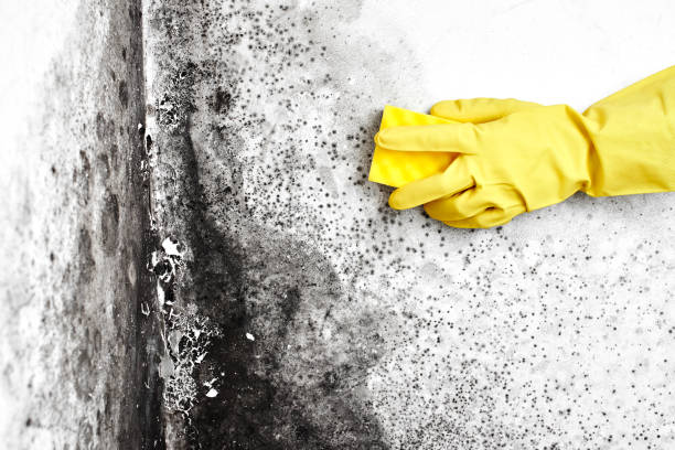 Best Air Quality Testing for Mold Spores  in Han, GA