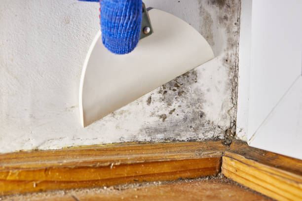 Best Commercial Mold Inspection  in Han, GA